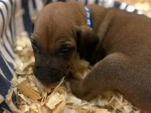 Rhodesian Ridgeback dog available Fredericksburg