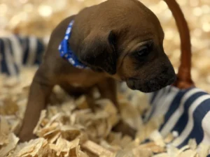 Rhodesian Ridgeback dog available Fredericksburg TX