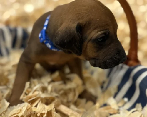 Rhodesian Ridgeback dog available Fredericksburg TX Rhodesian Ridgeback dog available Fredericksburg TX