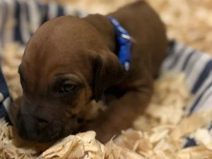 Rhodesian Ridgeback dog available Fredericksburg Texas