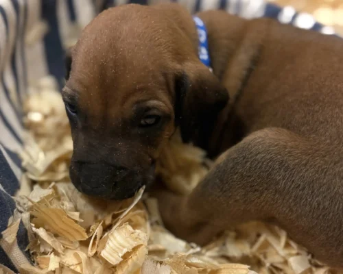 Rhodesian Ridgeback dog available Fredericksburg Rhodesian Ridgeback dog available Fredericksburg