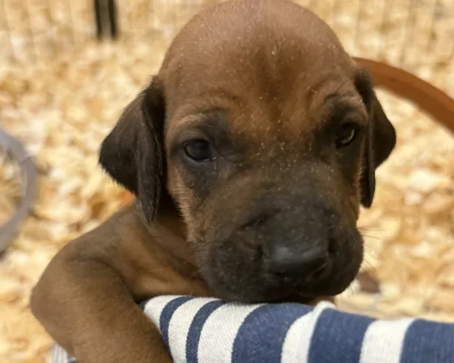 Rhodesian Ridgeback dog available Houston Rhodesian Ridgeback dog available Houston