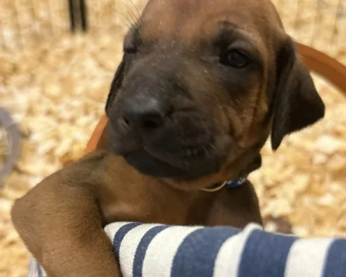 Rhodesian Ridgeback dog available Houston TX Rhodesian Ridgeback dog available Houston TX