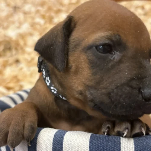 Rhodesian Ridgeback dog available Kerrville TX Rhodesian Ridgeback dog available Kerrville TX