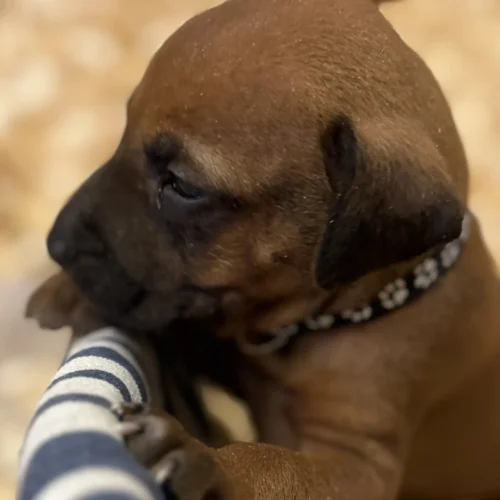 Rhodesian Ridgeback dog available Kerrville Texas Rhodesian Ridgeback dog available Kerrville Texas