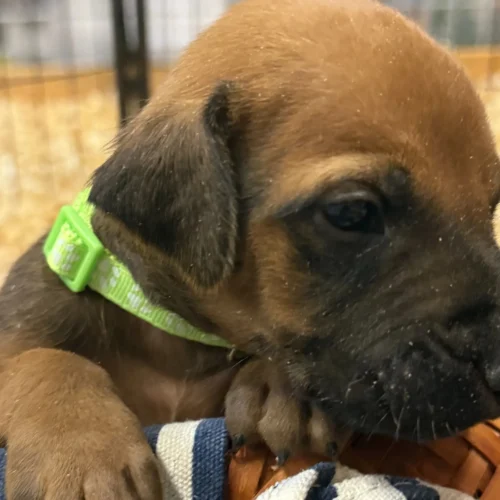 Rhodesian Ridgeback dog available OFA certified Austin TX Rhodesian Ridgeback dog available OFA certified Austin TX