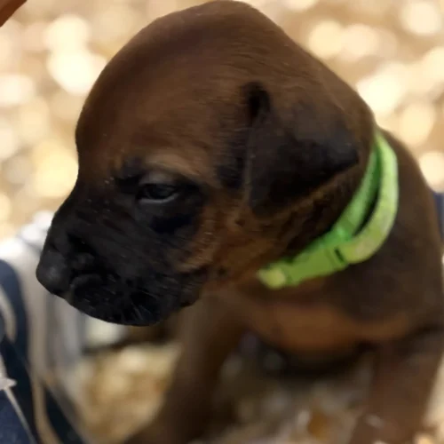 Rhodesian Ridgeback dog available OFA certified Austin Texas Rhodesian Ridgeback dog available OFA certified Austin Texas