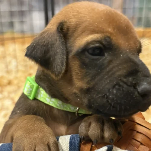 Rhodesian Ridgeback dog available OFA certified Austin Rhodesian Ridgeback dog available OFA certified Austin
