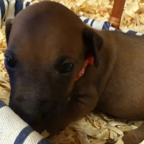 Rhodesian Ridgeback dog available OFA certified Boerne Texas Rhodesian Ridgeback dog available OFA certified Boerne Texas