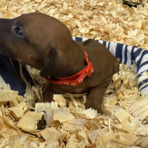 Rhodesian Ridgeback dog available OFA certified Boerne Rhodesian Ridgeback dog available OFA certified Boerne