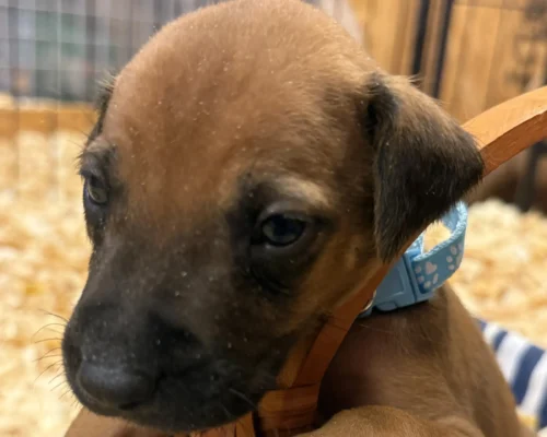 Rhodesian Ridgeback dog available OFA certified Dallas TX Rhodesian Ridgeback dog available OFA certified Dallas TX