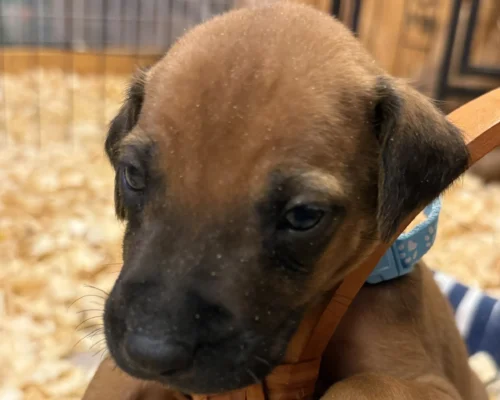 Rhodesian Ridgeback dog available OFA certified Dallas Texas Rhodesian Ridgeback dog available OFA certified Dallas Texas