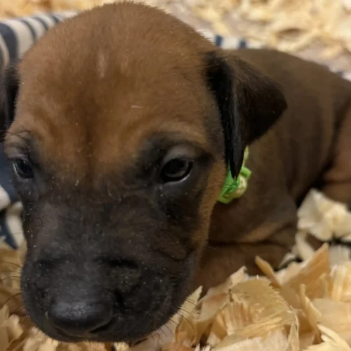 Rhodesian Ridgeback dog available OFA certified Dallas Rhodesian Ridgeback dog available OFA certified Dallas