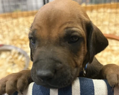 Rhodesian Ridgeback dog available OFA certified Fredericksburg Rhodesian Ridgeback dog available OFA certified Fredericksburg