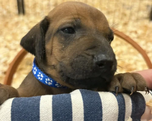 Rhodesian Ridgeback dog available OFA certified Fredericksburg TX Rhodesian Ridgeback dog available OFA certified Fredericksburg TX