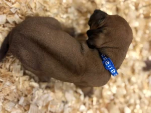 Rhodesian Ridgeback dog available OFA certified Fredericksburg Texas