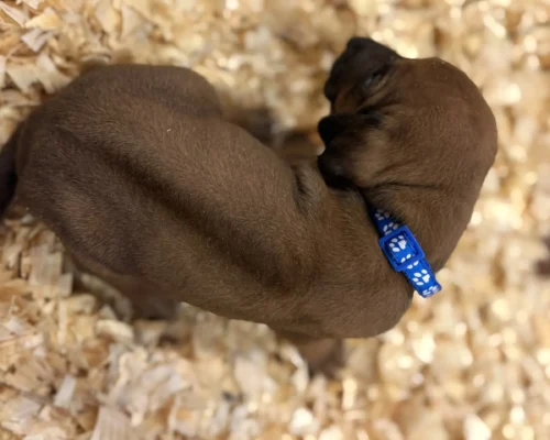 Rhodesian Ridgeback dog available OFA certified Fredericksburg Texas Rhodesian Ridgeback dog available OFA certified Fredericksburg Texas