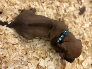 Rhodesian Ridgeback dog available OFA certified Houston TX