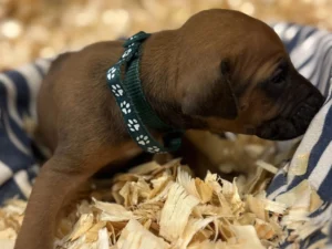 Rhodesian Ridgeback dog available OFA certified Houston Texas