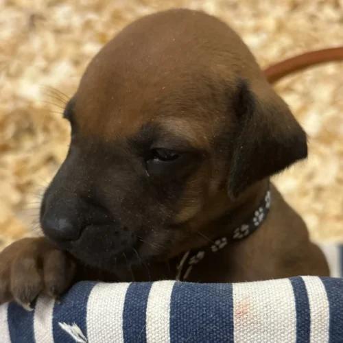 Rhodesian Ridgeback dog available OFA certified Kerrville TX Rhodesian Ridgeback dog available OFA certified Kerrville TX