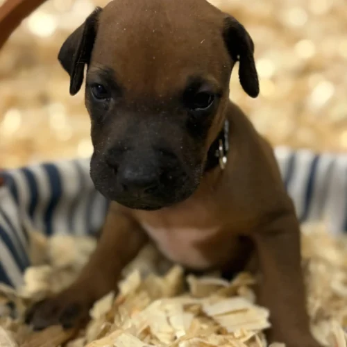 Rhodesian Ridgeback dog available OFA certified Kerrville Texas Rhodesian Ridgeback dog available OFA certified Kerrville Texas