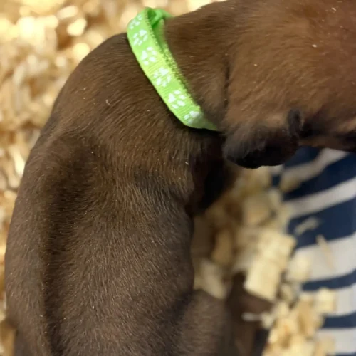 Rhodesian Ridgeback dog available champion lines Austin Texas Rhodesian Ridgeback dog available champion lines Austin Texas