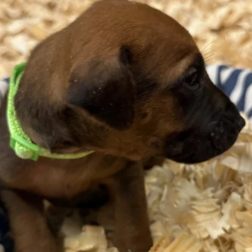 Rhodesian Ridgeback dog available champion lines Austin Rhodesian Ridgeback dog available champion lines Austin