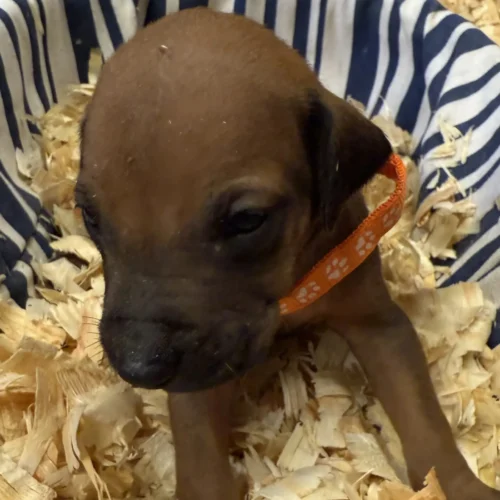 Rhodesian Ridgeback dog available champion lines Boerne TX Rhodesian Ridgeback dog available champion lines Boerne TX