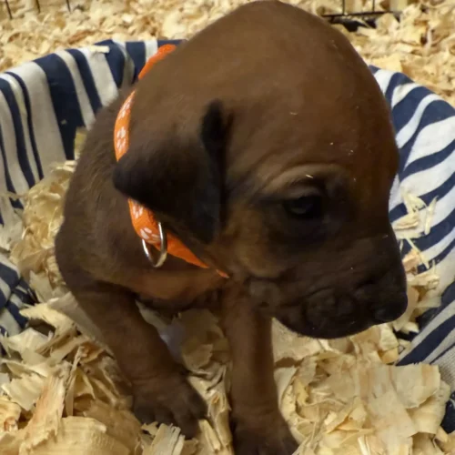 Rhodesian Ridgeback dog available champion lines Boerne Texas Rhodesian Ridgeback dog available champion lines Boerne Texas