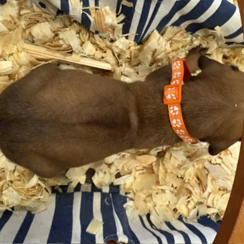 Rhodesian Ridgeback dog available champion lines Boerne Rhodesian Ridgeback dog available champion lines Boerne