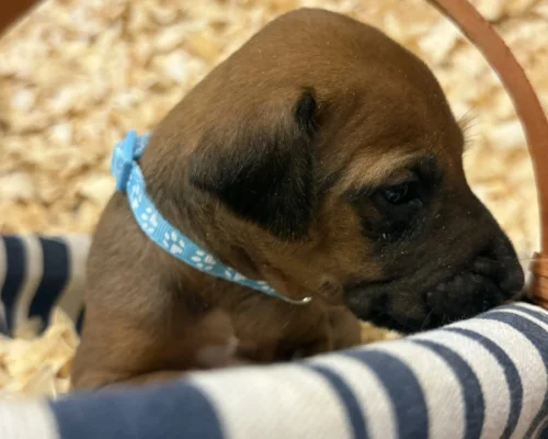 Rhodesian Ridgeback dog available champion lines Dallas TX Rhodesian Ridgeback dog available champion lines Dallas TX