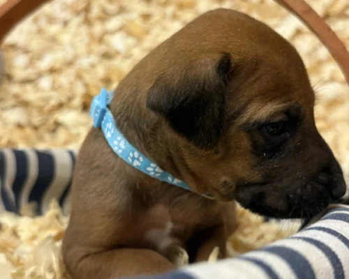 Rhodesian Ridgeback dog available champion lines Dallas Texas Rhodesian Ridgeback dog available champion lines Dallas Texas