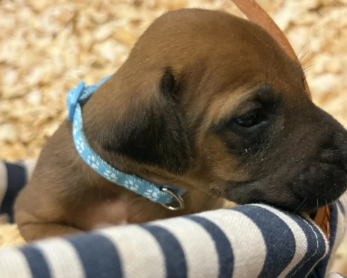 Rhodesian Ridgeback dog available champion lines Dallas Rhodesian Ridgeback dog available champion lines Dallas