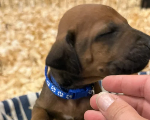 Rhodesian Ridgeback dog available champion lines Fredericksburg TX Rhodesian Ridgeback dog available champion lines Fredericksburg TX