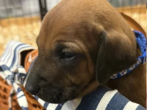 Rhodesian Ridgeback dog available champion lines Fredericksburg Texas