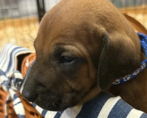 Rhodesian Ridgeback dog available champion lines Fredericksburg Texas Rhodesian Ridgeback dog available champion lines Fredericksburg Texas