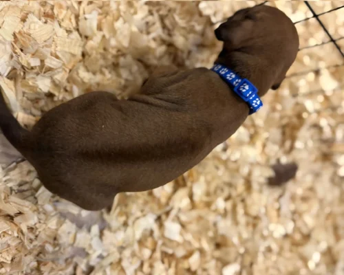 Rhodesian Ridgeback dog available champion lines Fredericksburg Rhodesian Ridgeback dog available champion lines Fredericksburg