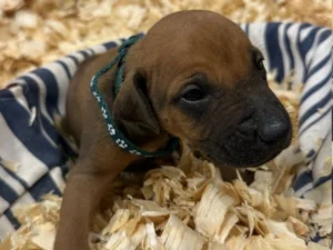 Rhodesian Ridgeback dog available champion lines Houston