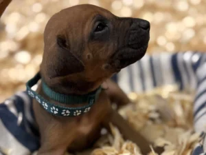 Rhodesian Ridgeback dog available champion lines Houston TX