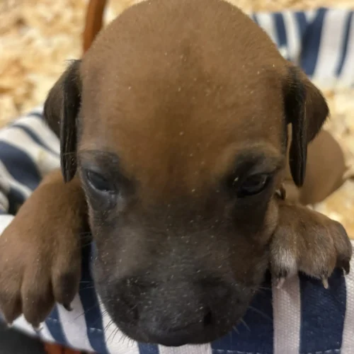 Rhodesian Ridgeback dog available champion lines Kerrville Rhodesian Ridgeback dog available champion lines Kerrville