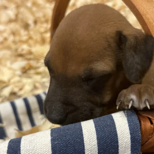 Rhodesian Ridgeback dog available champion lines Kerrville TX Rhodesian Ridgeback dog available champion lines Kerrville TX