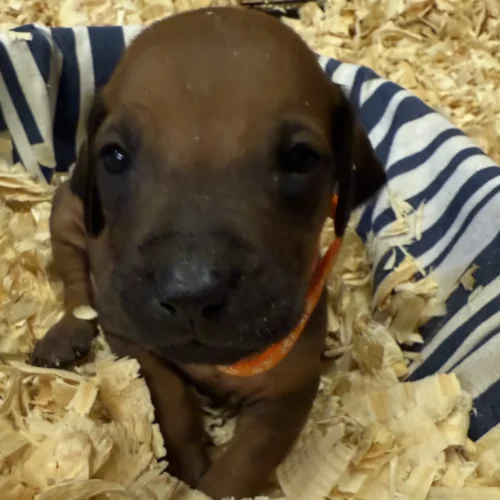 Rhodesian Ridgeback kennel Dallas Rhodesian Ridgeback kennel Dallas