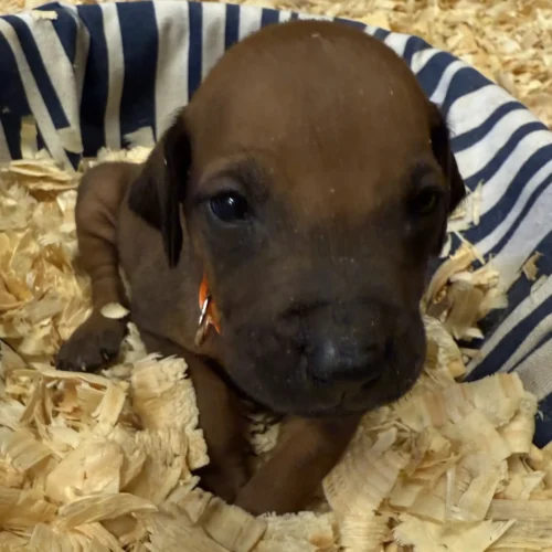 Rhodesian Ridgeback kennels Dallas Rhodesian Ridgeback kennels Dallas