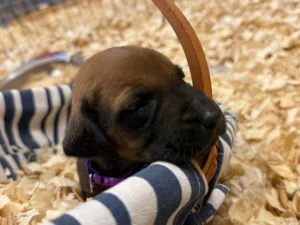 Rhodesian Ridgeback planned litter Texas Hill Country