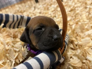 Rhodesian Ridgeback puppy deposit Dallas