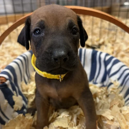 Rhodesian Ridgeback waitlist open Austin Rhodesian Ridgeback waitlist open Austin