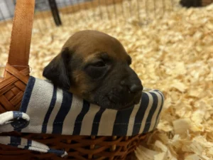 Rhodesian Ridgeback waitlist open Dallas