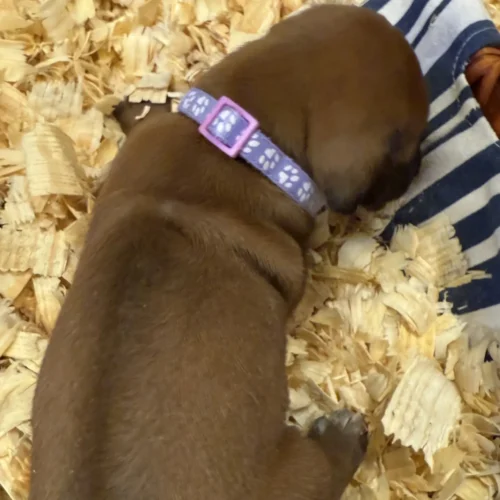 Rhodesian_Rhodesian Ridgeback breeder Austin Rhodesian_Rhodesian Ridgeback breeder Austin