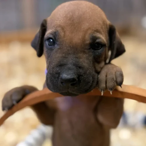 Rhodesian_Rhodesian Ridgeback kennel Austin Rhodesian_Rhodesian Ridgeback kennel Austin