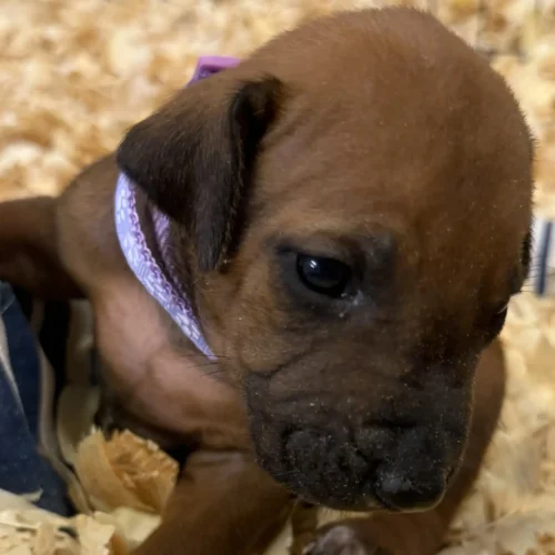 Rhodesian_Rhodesian Ridgeback litter available Austin Rhodesian_Rhodesian Ridgeback litter available Austin